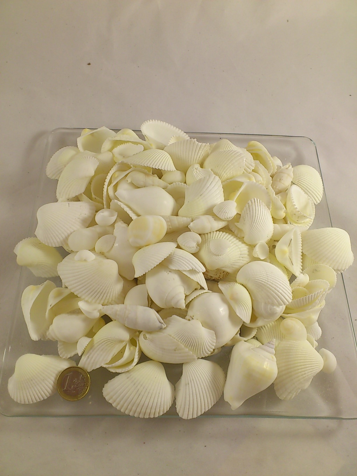 Shells mix  white 2-5 cm 1 kg.
